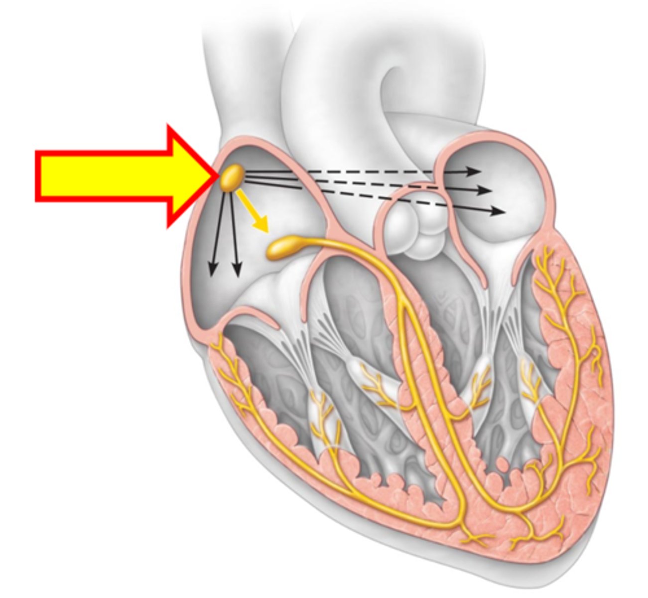 <p>Name the structure.</p>