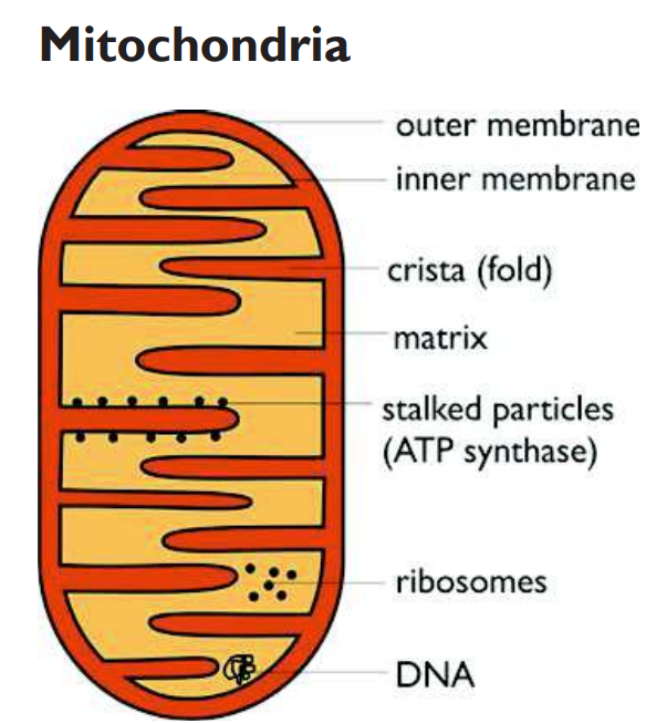 <p>Site of aerobic respiration &amp; ATP synthesis:</p><ul><li><p>double membrane → inner membrane is highly folded into cristae (large surface area)</p></li><li><p>fluid-filled matrix → contains mitochondrial DNA</p></li><li><p>inner membrane is studded with stalked particles → ATP synthase enzymes</p></li></ul><p></p>