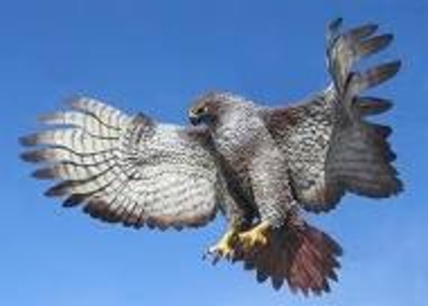 <p>animal that hunts and eats other animals</p>