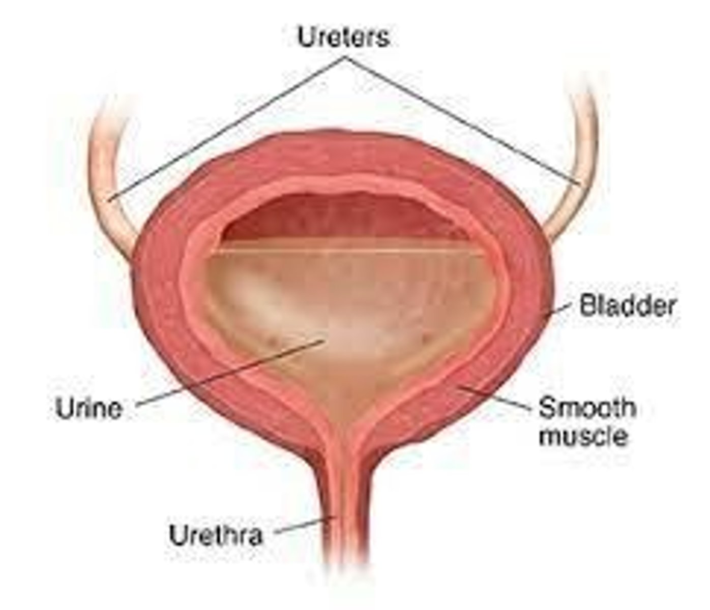 <p>Muscle found in the walls of internal hollow organs and blood vessels, including muscles like the bladder detrusor muscle.</p>