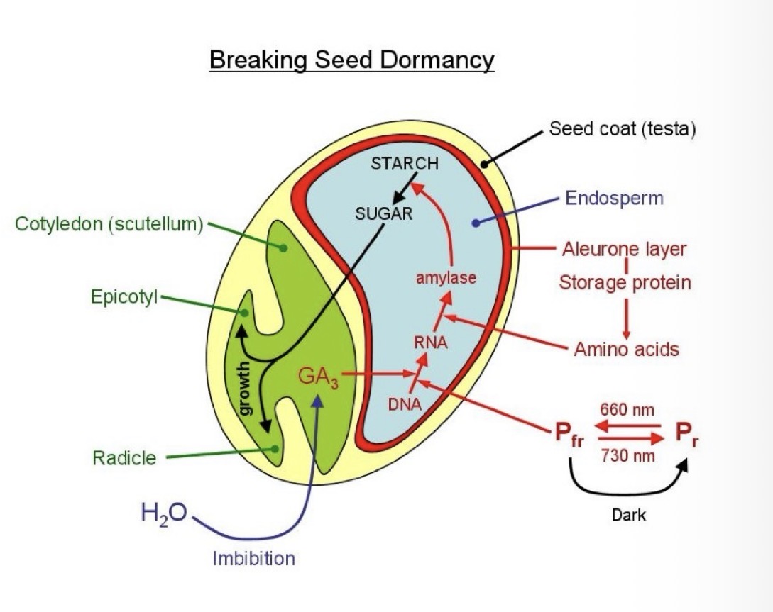<ul><li><p>embryo surrounded by endosperm</p></li><li><p>Around endosperm in the aleurone layer</p></li><li><p>Seed coat/testa covers whole seed</p></li></ul><p></p>