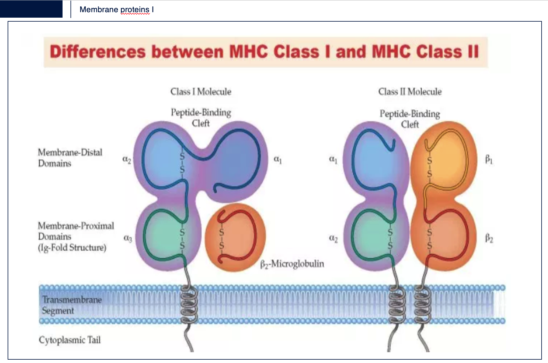 <p><span>Transmembrane receptors and second messanger</span></p><p style="text-align: center">Explain the differences between MHC Class I and MCH Class II</p>