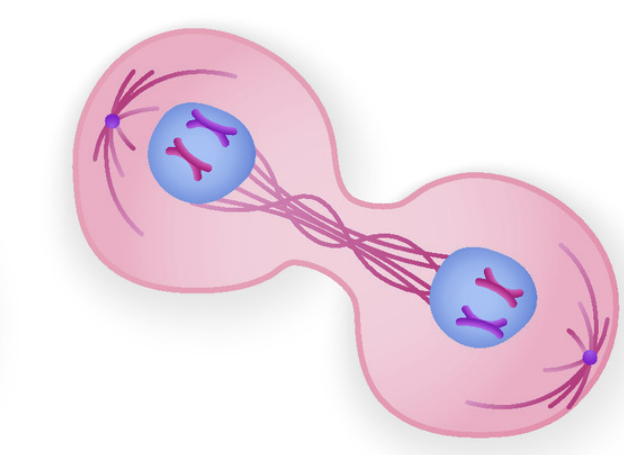 <p>Telephase (4)</p>