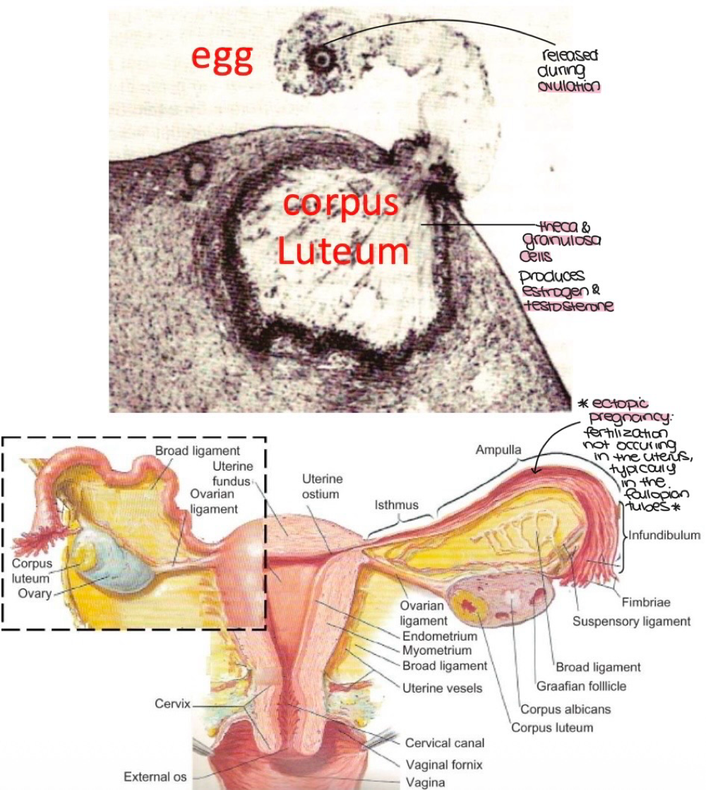 <p>corpus lutem, corpus albicans </p>