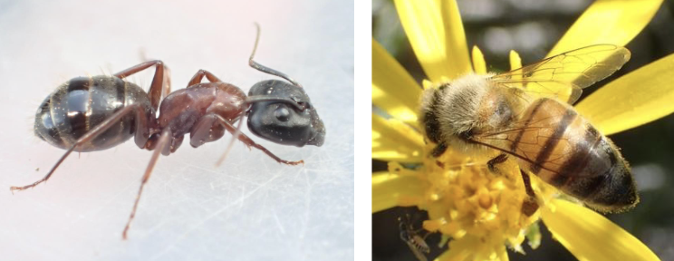 <p>name the order of the insect </p>