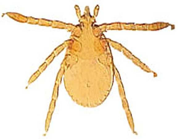 term image