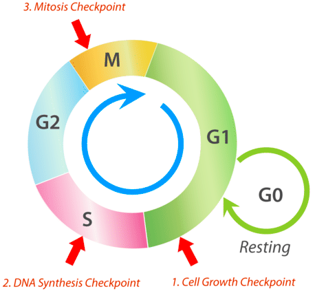 <p>at the end of G1 phase, checks whether the cell is big enough &amp; has right proteins for S phase</p>