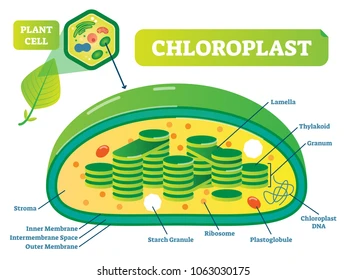 <p>Found in:</p><ul><li><p>plant cells</p></li></ul><p><br>Function:&nbsp;</p><ul><li><p>site of photosynthesis; converts solar energy to chemical energy</p></li></ul><p></p><p>Characteristics:</p><ul><li><p>has inner and outer membrane</p></li><li><p>stroma: space inside inner membrane</p></li><li><p>thylakoids: inner membrane structure that look like flat discs</p></li></ul><p></p>