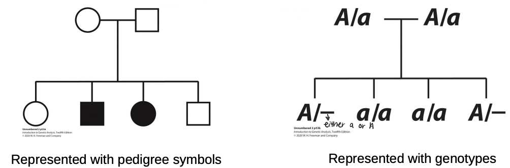 * people with disorder are of genotype a/a 
* examples: PKU, albinism, cystic fibrosis
* most telling sign is when two unaffected parents produce affected child
  * parents are heterozygous while child is homozygous recessive