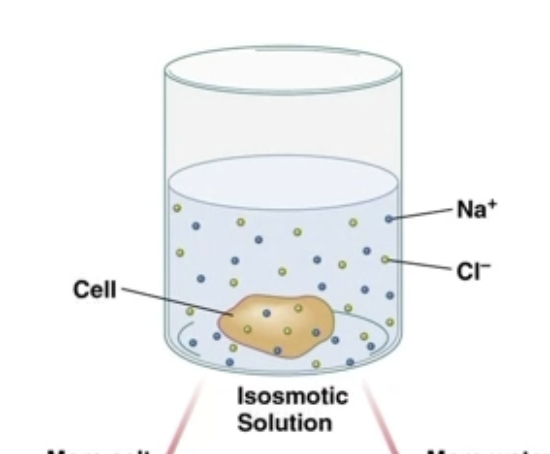 <ul><li><p>2 solutions have <strong>same concentration</strong> of solutes</p><ul><li><p>Solutes don’t need to be the same</p></li></ul></li><li><p>Sample will stay the same size</p></li></ul><p></p>