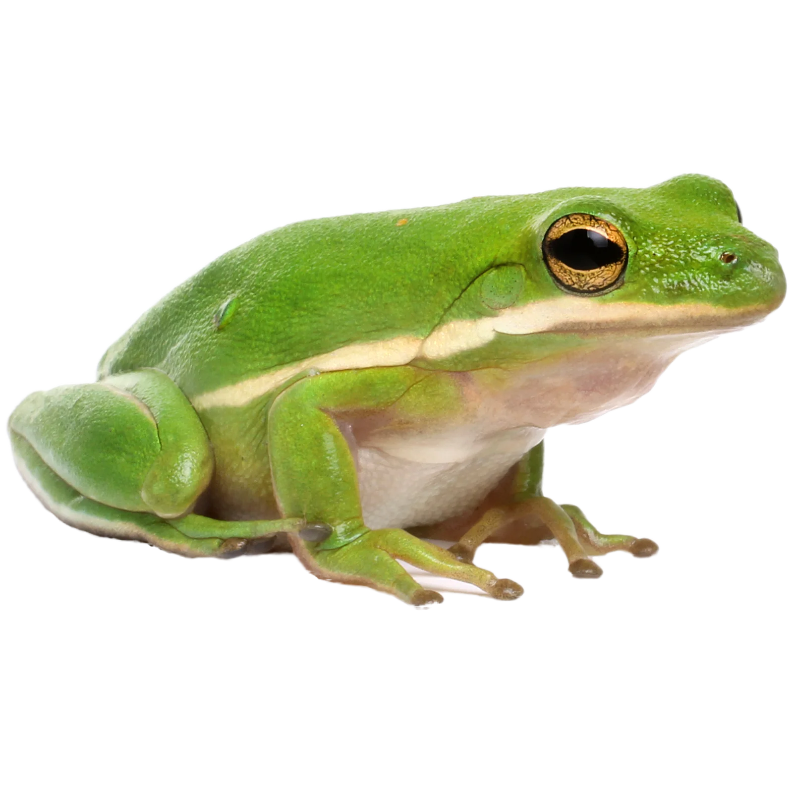 <p><span>Frogs &amp; toads</span></p>