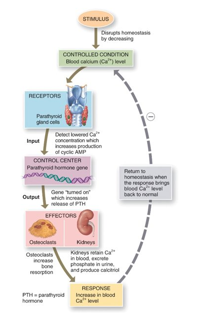 <p>parathyroid hormone (raises blood calcium ion levels) and calcitonin (lowers blood calcium ion levels)</p>