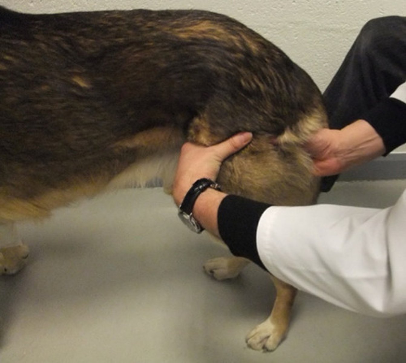 <p>How do we assess muscle mass for CCL disease?</p>