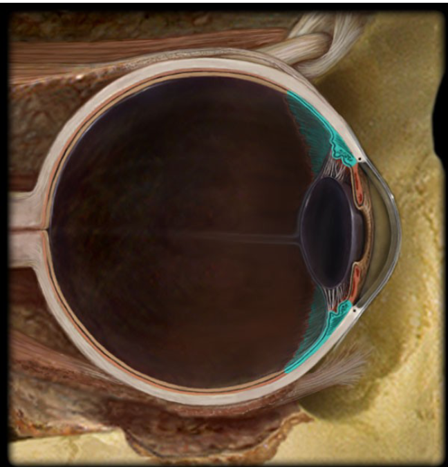 <p>Vascular layer<br>A ring of smooth muscle that alters the shape of the lens to focus light on the retina.</p>