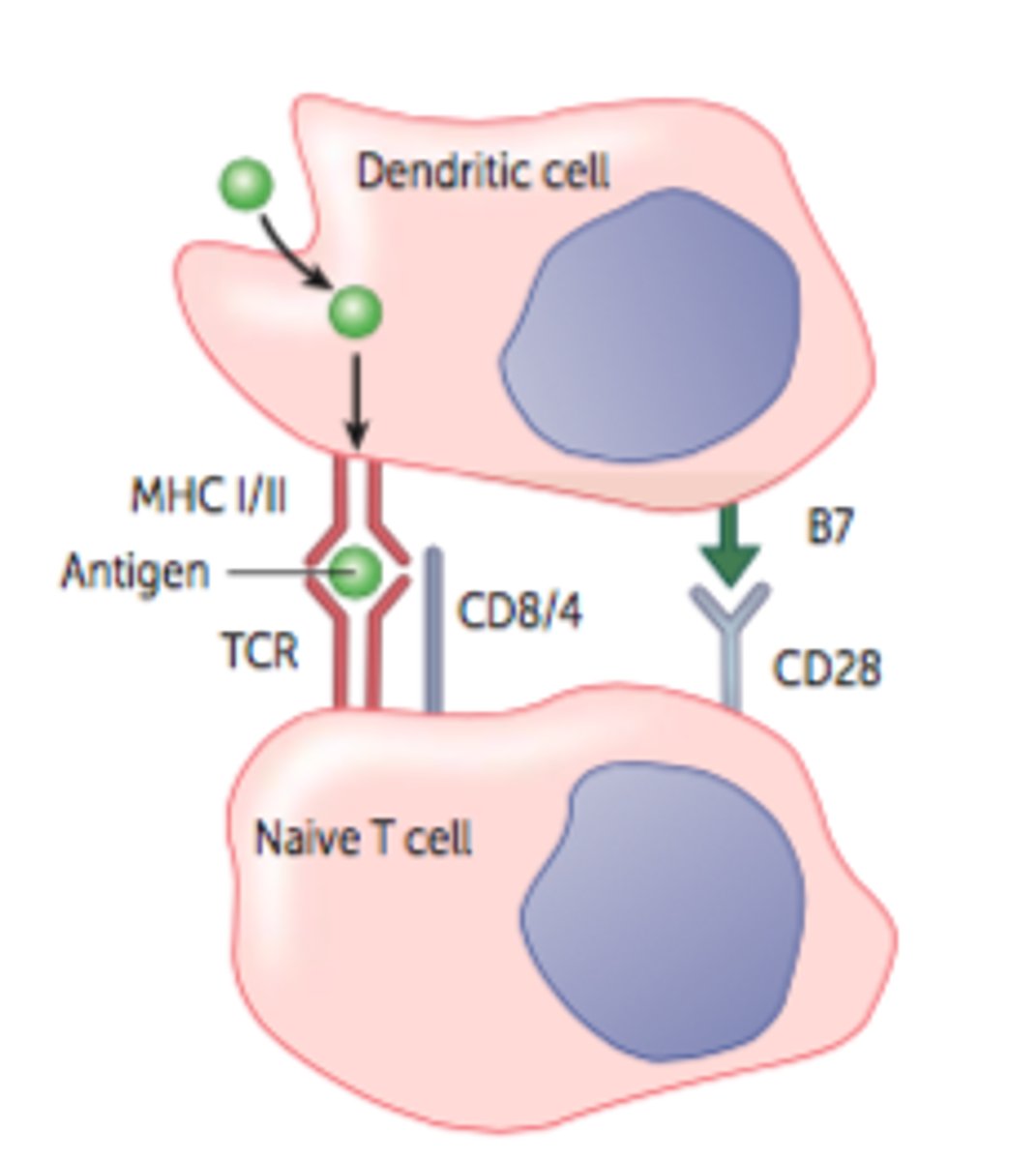 <p>Marker found on all helper T cells</p>