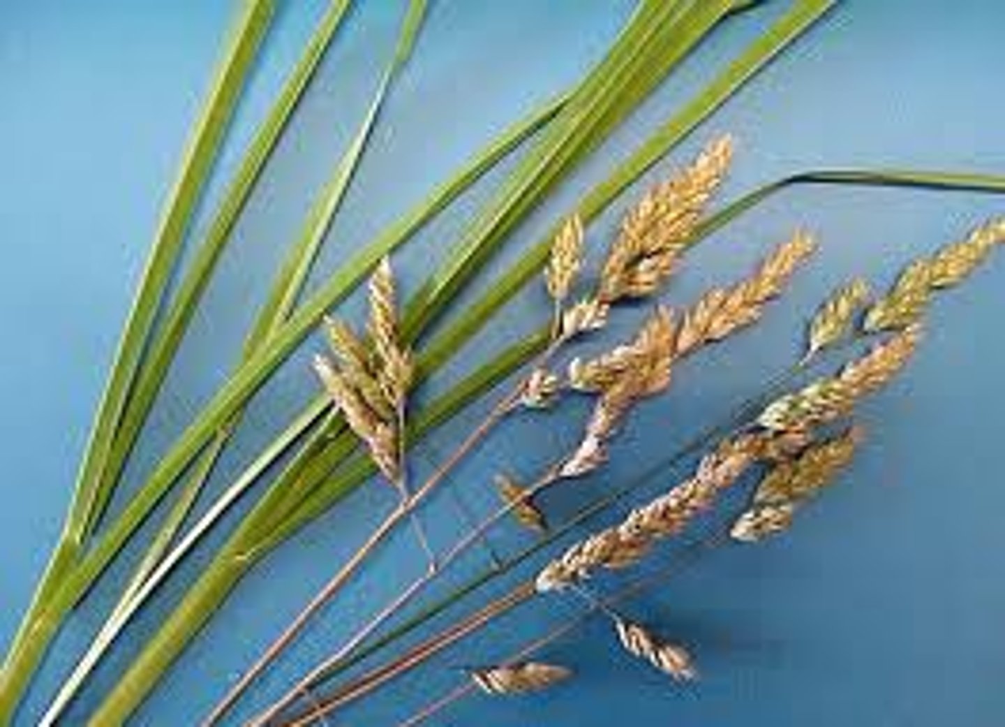 <p>Dactylis glomerata</p><p>-keeled leaf/leaf-sheath</p><p>-tall membranous ligule</p>