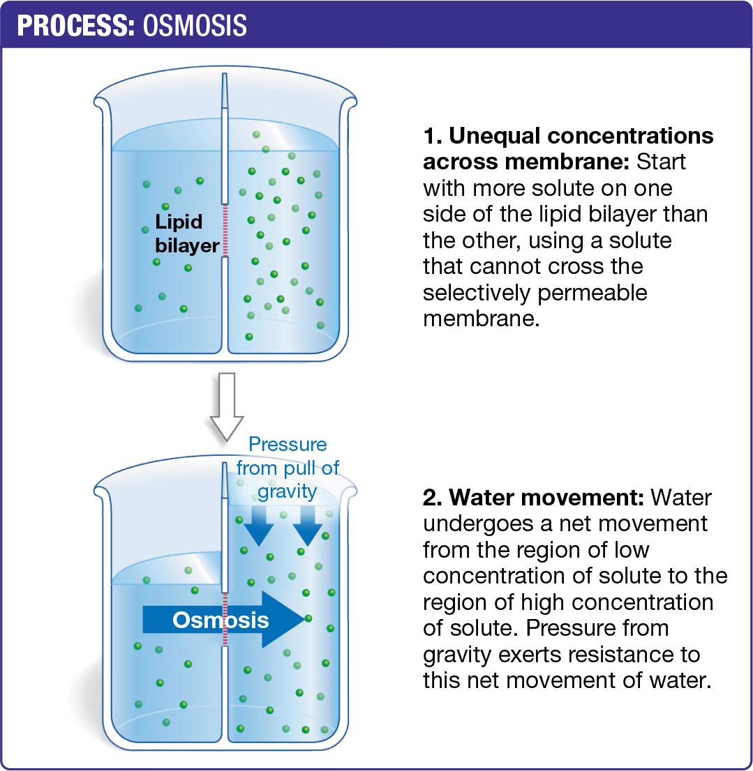 Osmosis is the Diffusion of Water across a Selectively Permeable Membrane