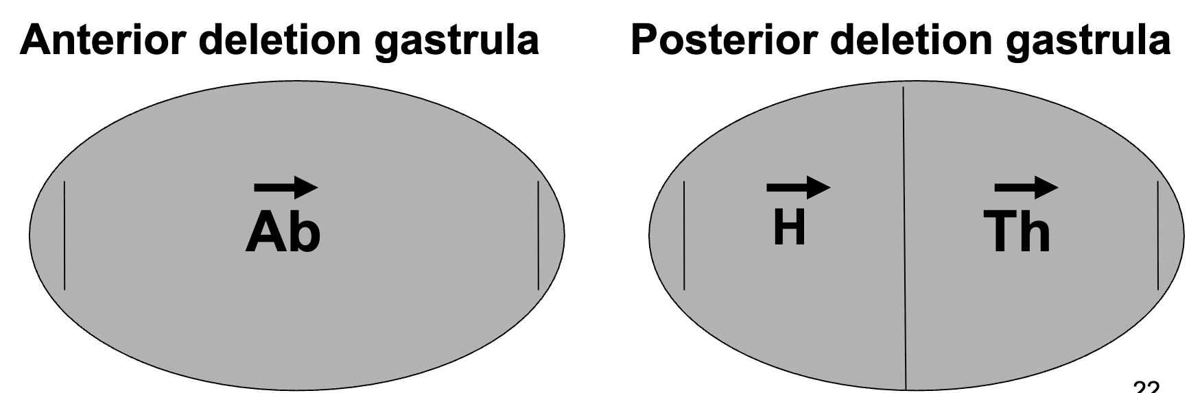 <ul><li><p>mutations in 30 different Drosophila genes result in maternal-effect patterning defects</p></li><li><p>of these mutants, 18 affect anterior-posterior patterning (the rest affect dorsal-ventral patterning)</p></li><li><p>most of the 18 mutant phenotypes fell into one of 2 broad classes: lacking anterior segments or lacking posterior segments</p></li></ul><p></p>