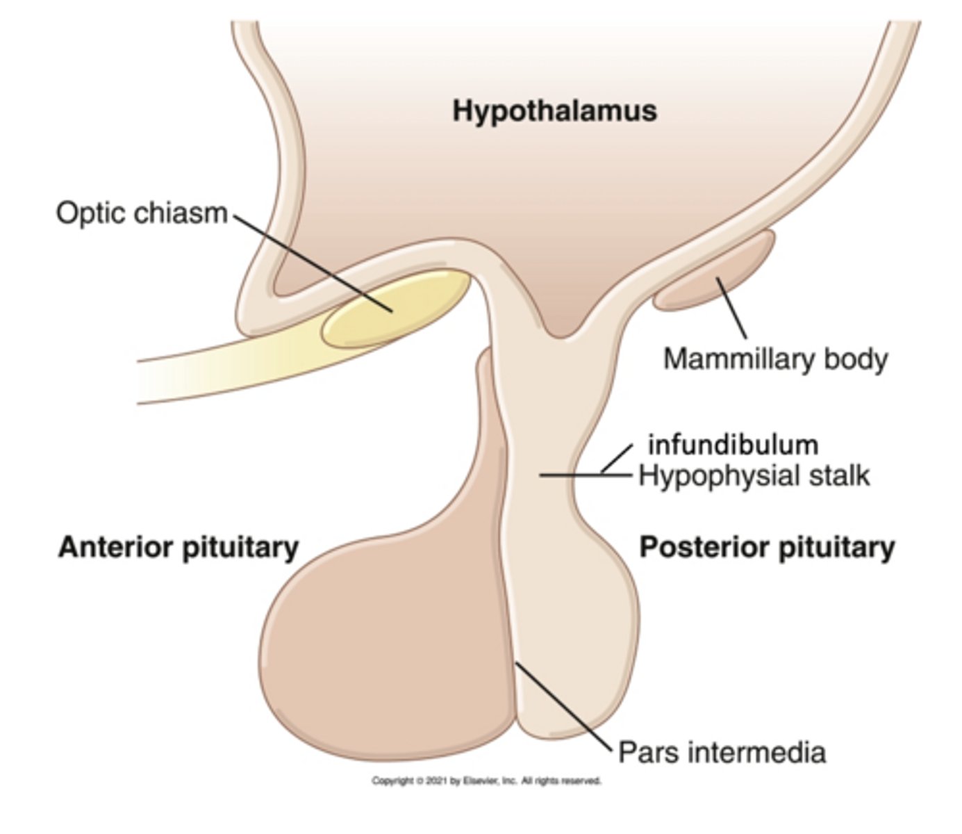 <p>How does the hypothalamus affect the pituitary gland?</p>