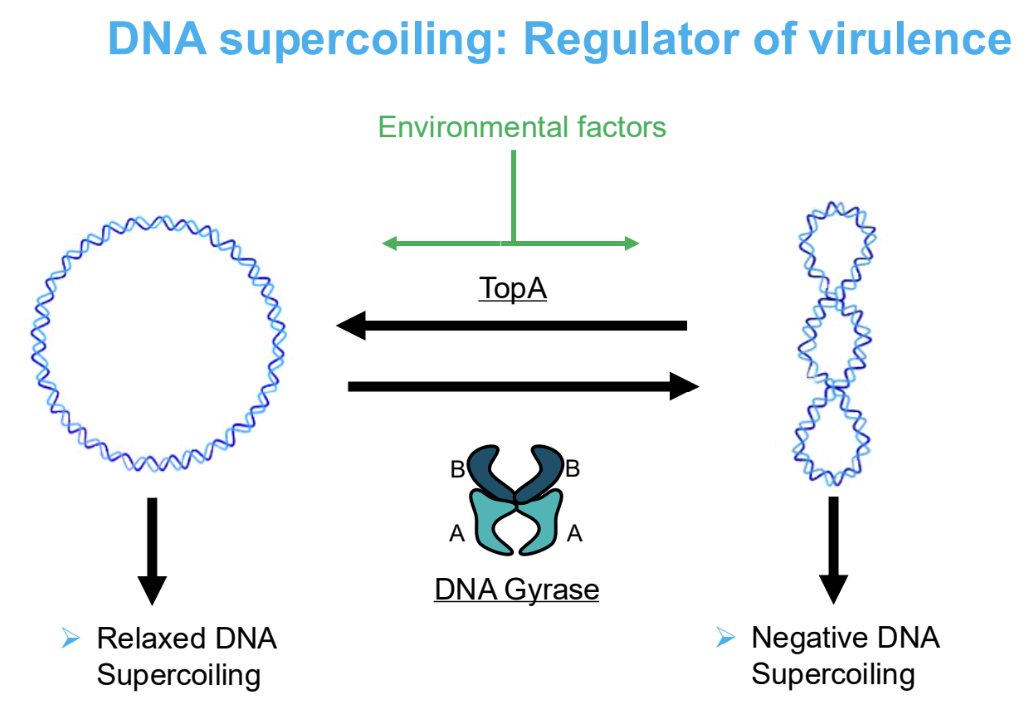 <p><strong> leads to increased expression, inhibits gene expression. </strong></p>