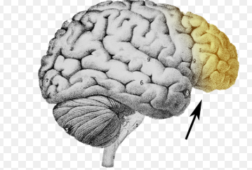 <p>This is one of the last places in the brain to mature, in the early to mid twenties. This is the front of the front. Helps with: planning, decision making, expression, social behavior.</p>