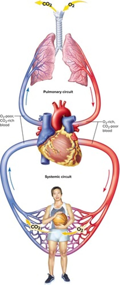<p>The pulmonary circuit and the systemic circuit.</p>
