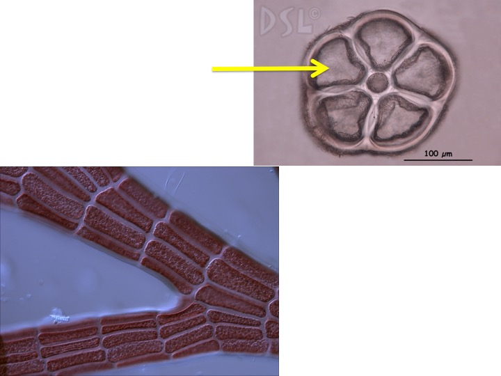 <p>What cell type is indicated by the pointer?</p><p>Pericentral cell</p><p>Central cell</p><p>Cortical cell</p><p>Periaxial cell</p>
