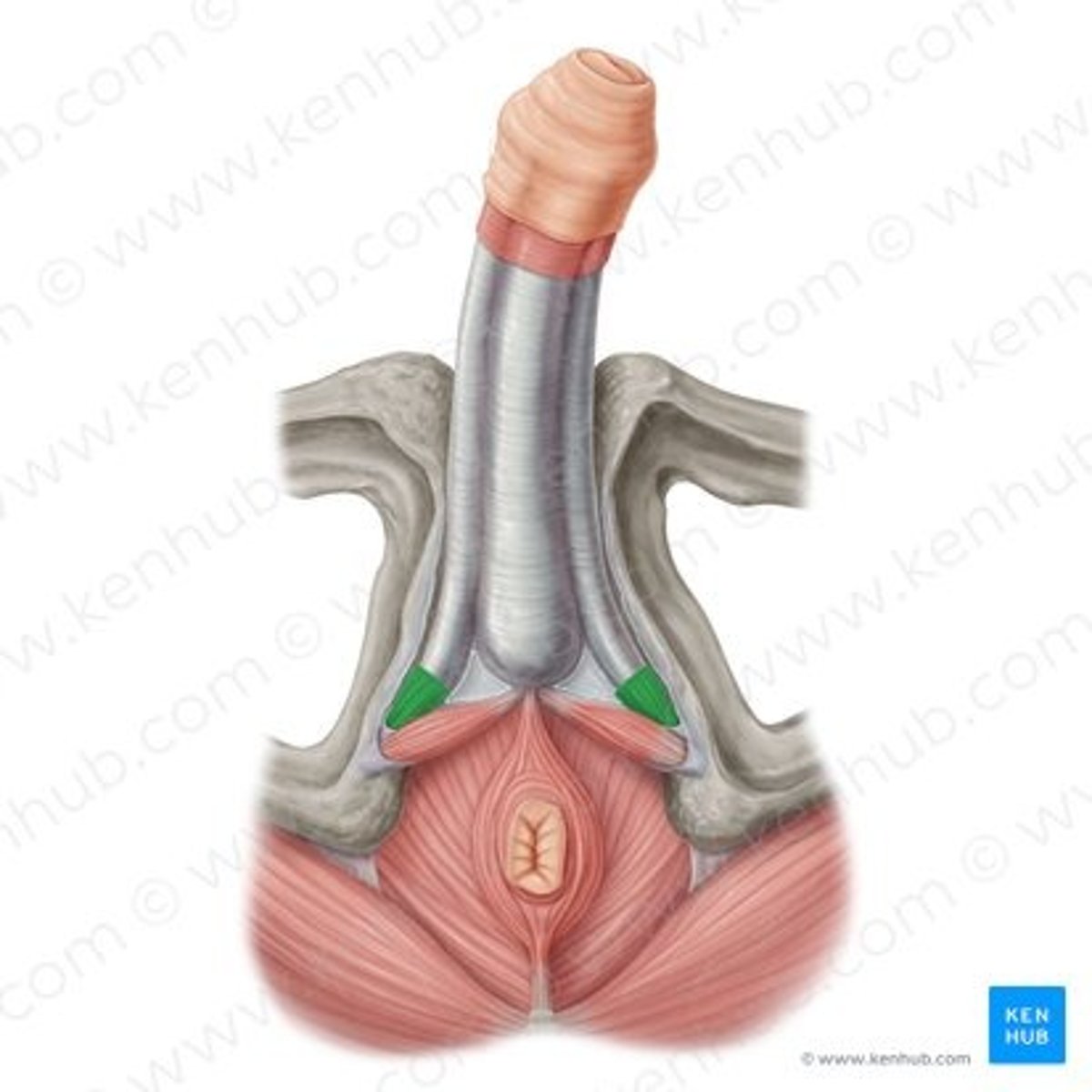 <p>muscle</p>