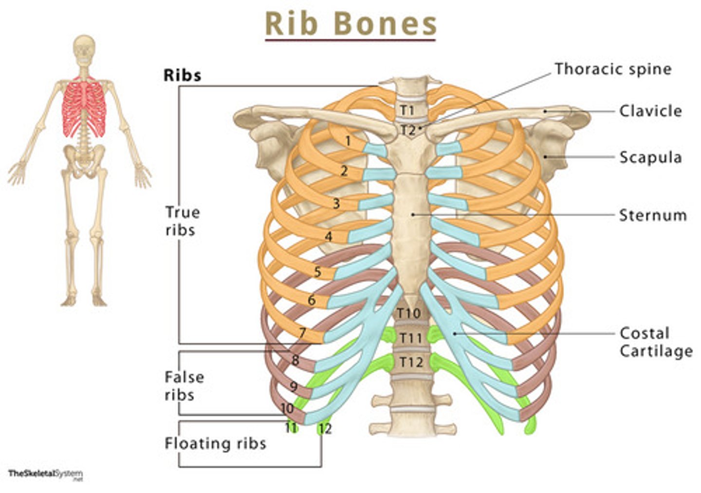 <p>true ribs (1-7)</p><p>false ribs (8-12)</p><p>floating ribs (11+12)</p><p>costal cartilage</p>