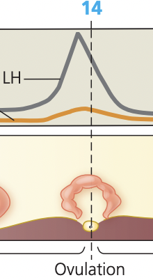 <p></p><ul><li><p>~14</p></li><li><p>LH surge, estriol creates a positive feedback loop with the hypothalamus</p></li><li><p>The LH surge triggers the mature follicle to rupture, releasing the egg (ovum) from the ovary into the fallopian tube. <strong>(ovulation)</strong></p></li><li><p>The endometrium continues to thicken in case of implantation</p></li></ul><p></p><img src="https://knowt-user-attachments.s3.amazonaws.com/3f4e72ce-2336-433a-b116-7910d3664b9a.png" data-width="100%" data-align="center"><p></p>