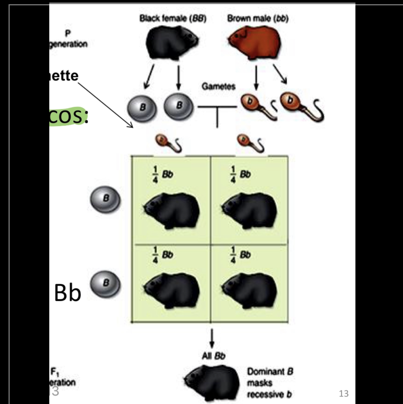 <p>Cruce de dos homocigoticos</p>