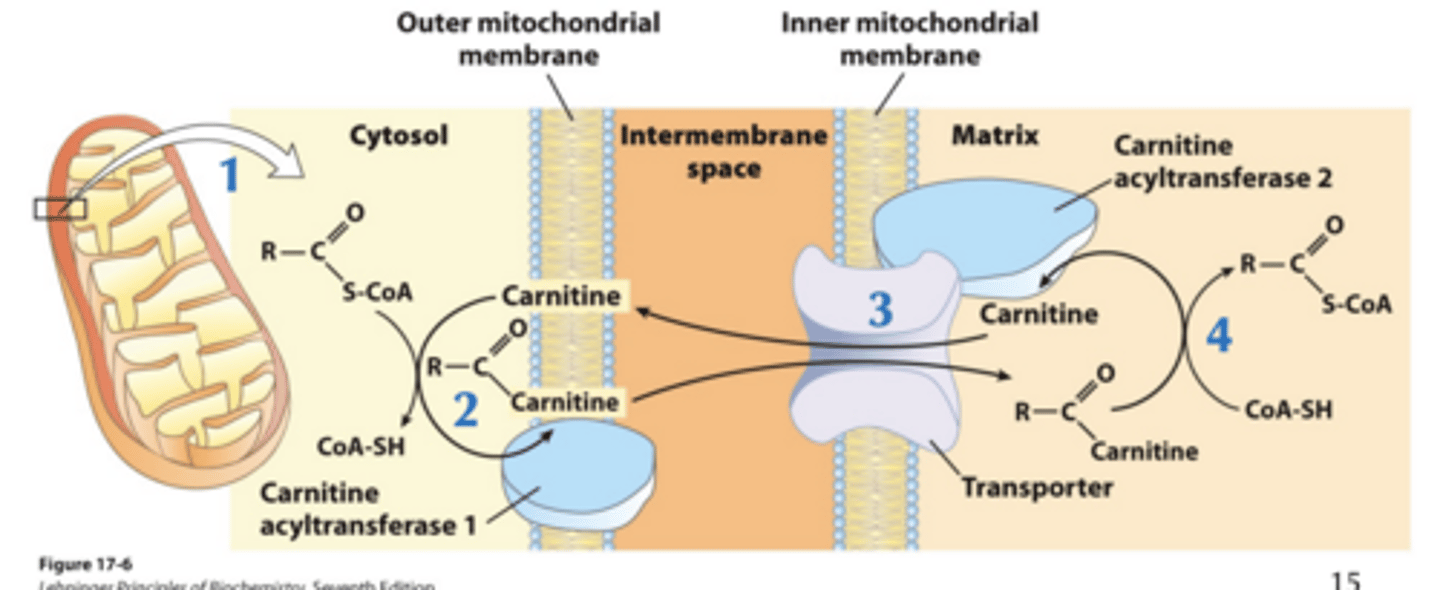 <p>• Four-step process </p><p>• Rate-limiting for entire fatty acid oxidation </p><p>• Point of regulation for fatty acid oxidation</p>
