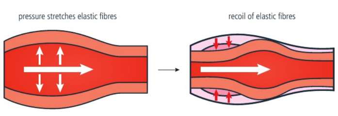 <p>Muscular, elastic, and collagen tissues/fibres permit arteries to withstand high pressure</p><p>Once blood surge has passed, the elastic fibres recoil and provide further pressure, propelling blood forward</p>