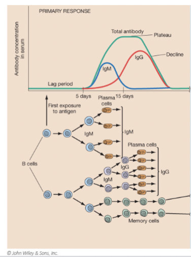 <p>Primary response components</p>