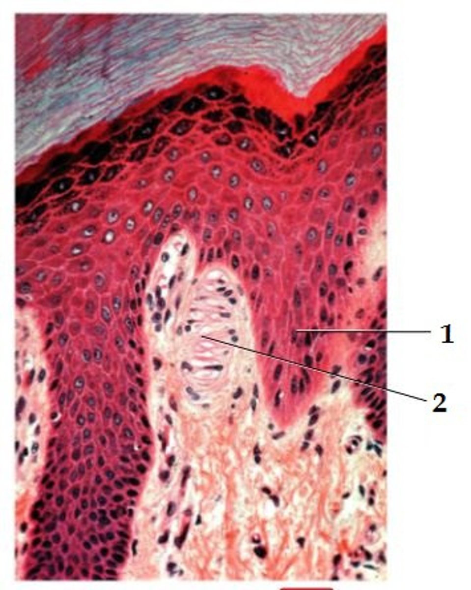 <p>1. Epidermal Ridge</p><p>2. Corpuscle of touch (Meissner)</p>