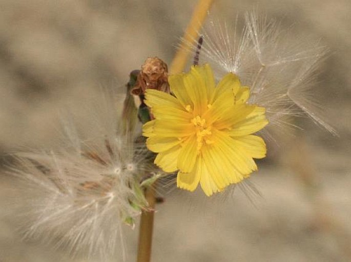 <p><em>Asteraceae -</em> hvězdnicovité</p><p><em>Lactuca seriola -</em> locika kompasová</p>