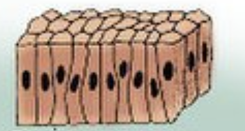 <p>1 layer of rectangular cells </p>