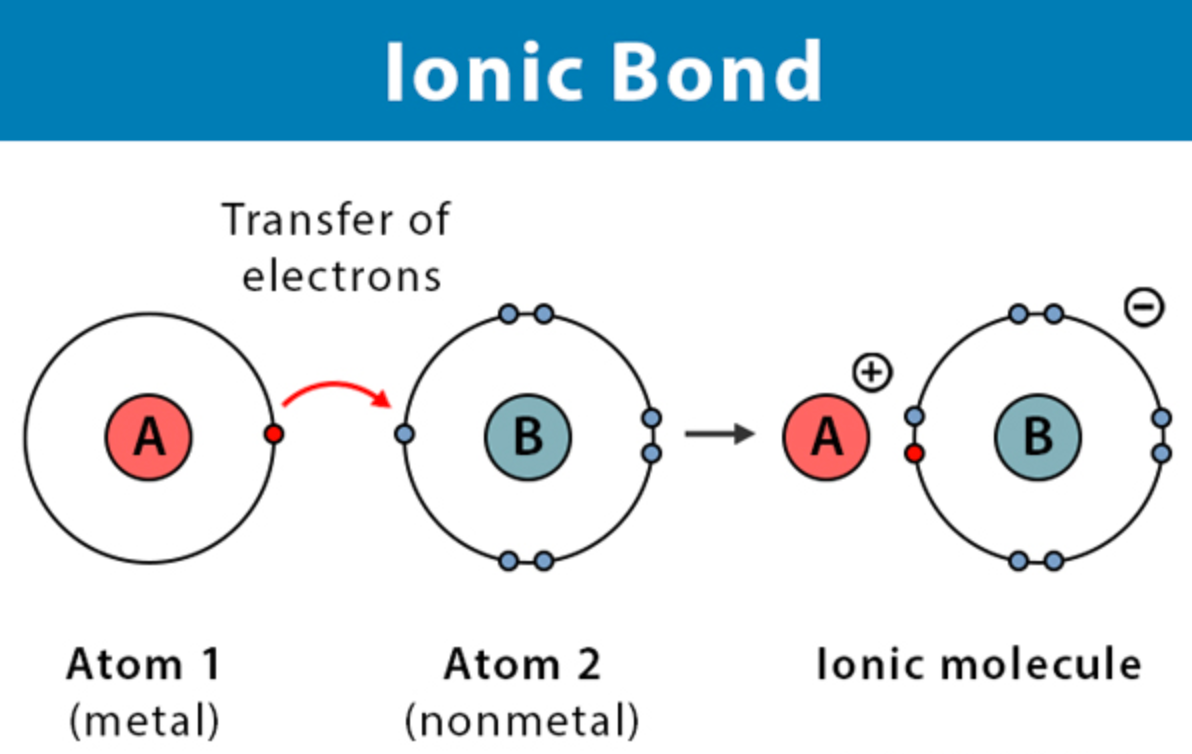 <p>a chemical bond resulting from the attraction between oppositely charged ions -transfers electrons</p>