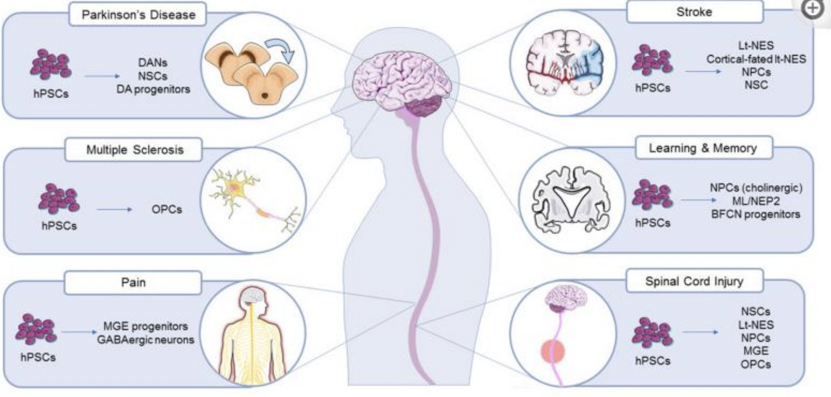 <ul><li><p>embryonic tissue </p></li><li><p>adult from endogenous sources: </p><ul><li><p>bone marrow stem cells </p></li><li><p>adult neural cells </p></li></ul></li></ul><p></p>