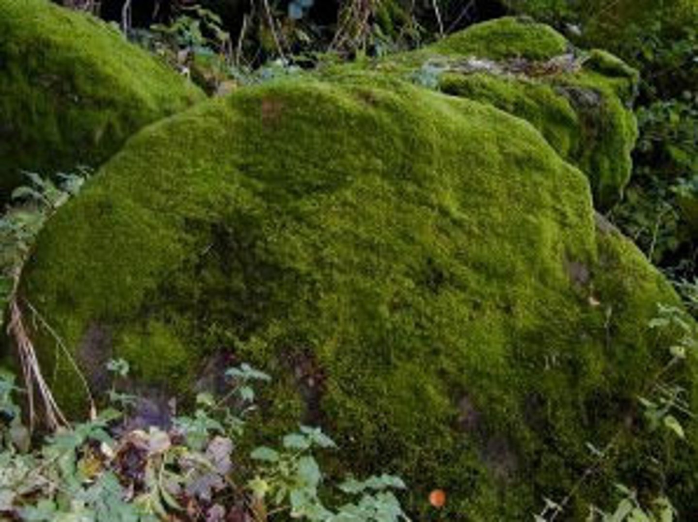 <p>a plant that grows from spores - a soil builder - needs very little soil to grow in - keeps soil from being washed away in the rain</p>