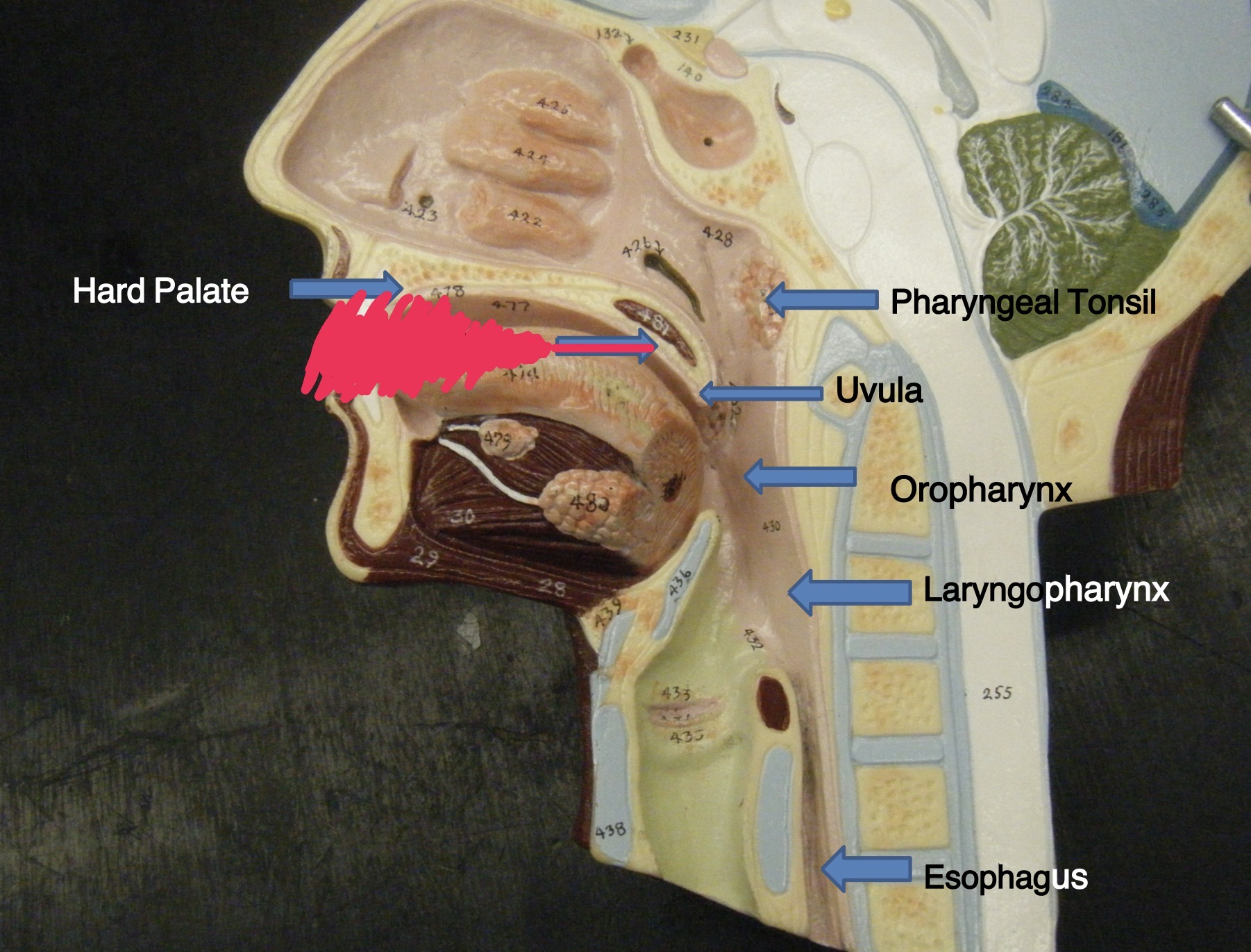 knowt flashcard image