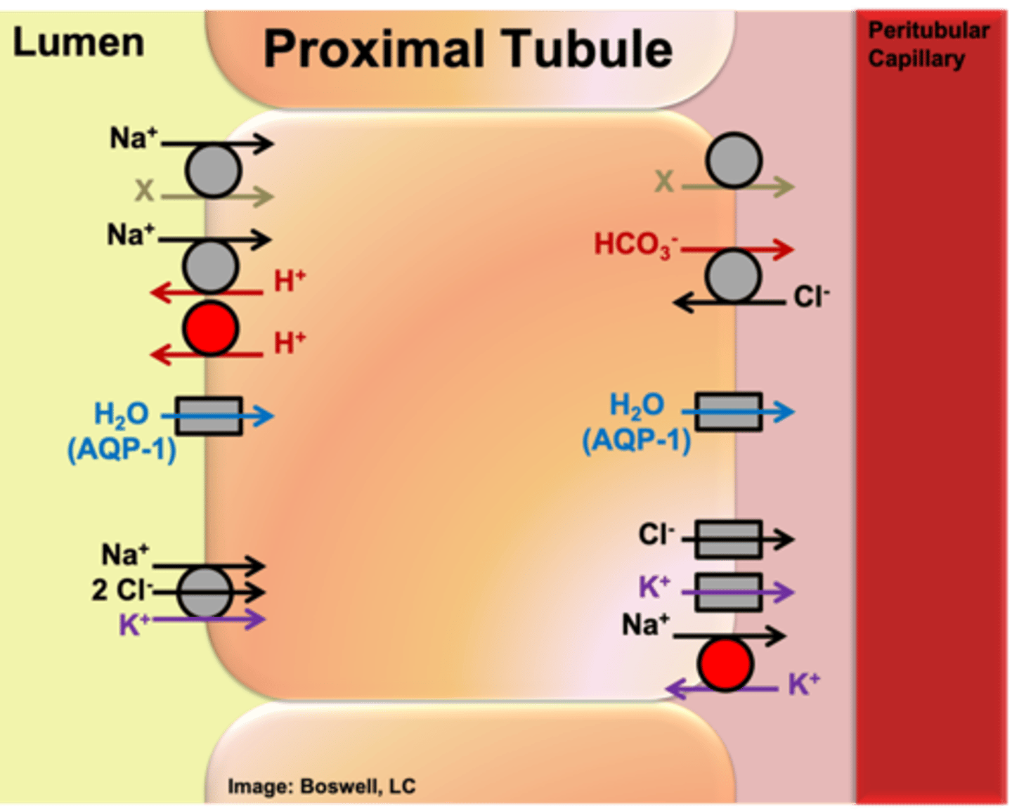 <p>basolateral membrane</p>