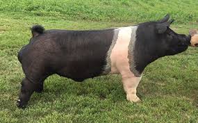 <p><span style="background-color: transparent;"><span>Hampshire</span></span></p>