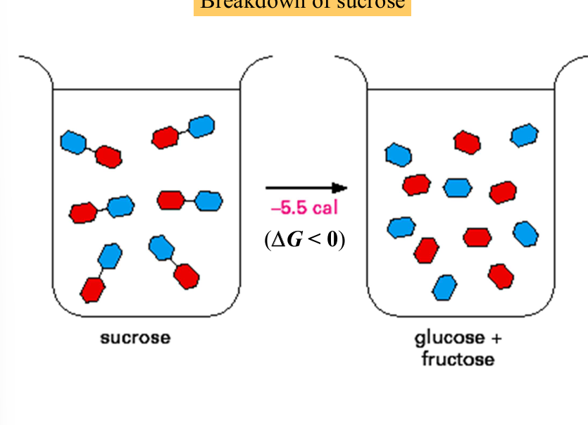 <p>reaction is exergonic (spontaneous) but must go through a high energy intermediate: the bending of the glycosidic bond and requires activation energy</p><p>—> glucose and fructose</p>