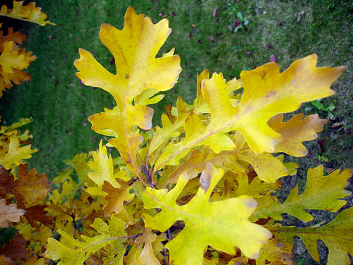 (Quercus macrocarpa)
