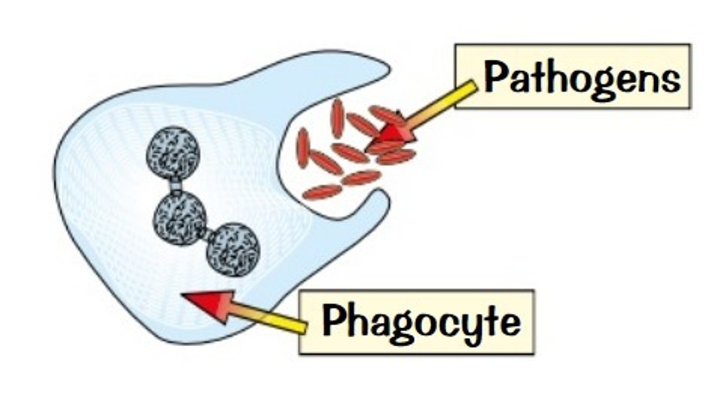 <p>they detect anything foreign and engulf the pathogen.</p>