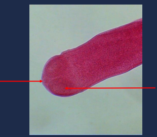 State the name of the left portion of the picture.