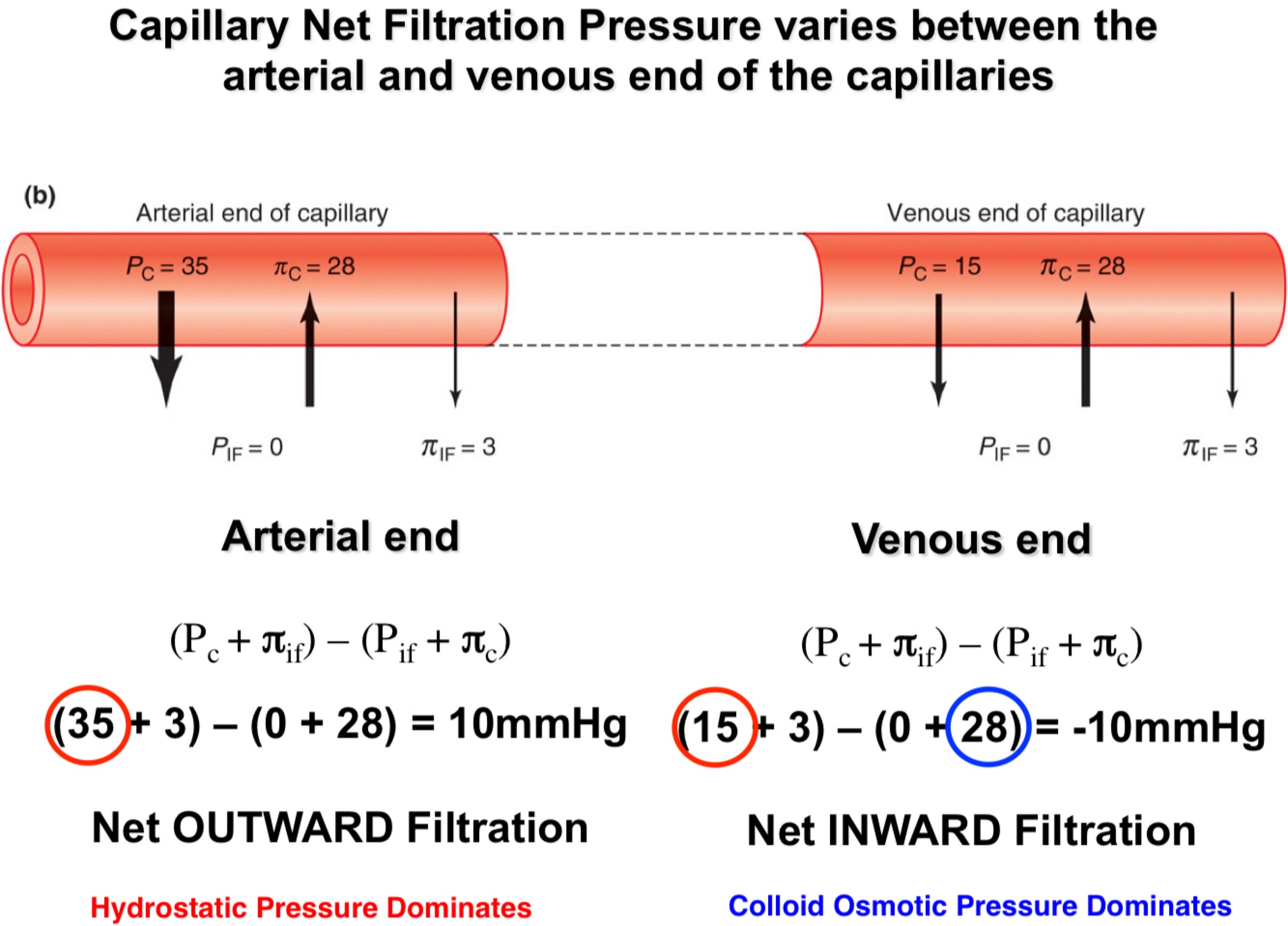 Capillary Net Filtration  Pressure (NFP)

→ Equation how much liquid is moving into and out of the blood vessel (net movement)

→ Hydrostatic pressure only in capillaries but changes down capillaries reduces as further away from capillaries 

→ Varies between the arterial and venous end of the capillaries 