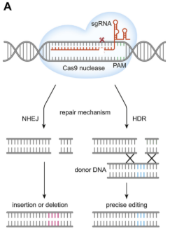 <ul><li><p>The Cas9 nuclease creates a double-strand break at a unique site in the genome using its 2 nuclease domains which each make a nick.</p></li><li><p>The sequence specificity is determined by the synthetic guide RNA (sgRNA). The gRNA directs Cas9 to a specific DNA target.</p></li><li><p>The host cell repairs the break.</p></li><li><p>Non-Homologous End Joining (NHEJ) which is error prone and could knock the gene out. The other option is homology directed repair (HDR) where you provide the cell with a portion of DNA that’s homologous to the sides before and after the break point (repair template).</p></li><li><p>If a repair template is provided, the break is frequently repaired by HDR, allowing for gene replacement.</p></li><li><p>You cannot choose the repair used, you’re hoping that the cell uses your repair template. The problem with diploid organisms is that you already have another copy (your other parent’s). So you can’t control it to repair in your way every time. In an in vivo situation you’re likely to see both HDR and NHEJ and variations within them due to the number of cells.</p></li></ul><p></p>