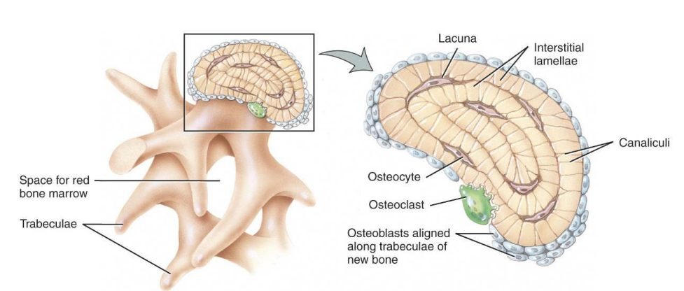 <p>How do osteocytes in lacunae receive nutrients, and what role does the endosteum play in this process?</p>